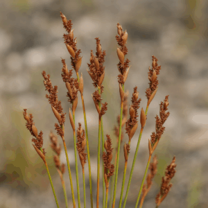 Elegia filacea (Elegia gracilis) - Slender Goldreed, Little Golden Curls - 10 Seed Pack