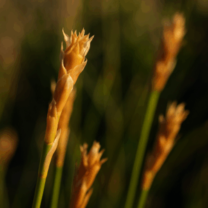 Elegia fistulosa (Elegia fistulosa var. parviflora) - Hollow Reed - 10 Seed Pack