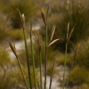 Elegia grandis (Lamprocaulis grandis, Restio grandis) - Grand Goldreed - 10 Seed Pack