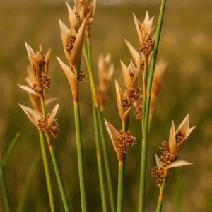Elegia grandispicata - Blue Goldreed - 10 Seed Pack