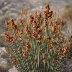Elegia juncea (Restio elegia) - Wingreed; Duineriet - 10 Seed Pack
