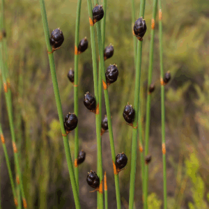 Elegia macrocarpa (Chondropetalum macrocarpum) - Largenut Elephantreed; Bobbejaanriet - 10 Seed Pack