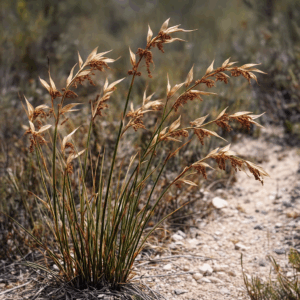 Elegia neesii (Lamprocaulis neesii, Lamprocaulis schlechteri) - 10 Seed Pack