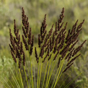 Elegia nuda (Chondropetalum nudum) - Naked Deckreed - 10 Seed Pack