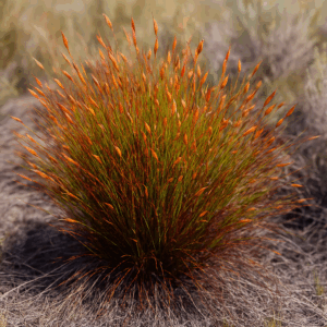 Elegia prominens - 10 Seed Pack