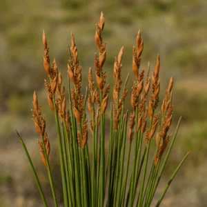 Elegia racemosa (Dovea racemosa) - Rustling Goldreed; Fluisterriet - 10 Seed Pack