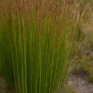 Elegia recta (Chondropetalum rectum) - 10 Seed Pack