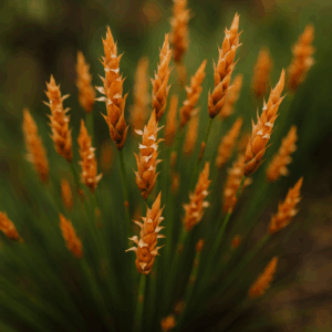 Elegia rigida (Elegia obtusiflora) - 10 Seed Pack