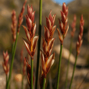 Elegia stokoei - 10 Seed Pack