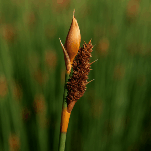 Elegia thyrsifera (Restio thyrsifer) - Thyrsiferous Cape Rush - 10 Seed Pack