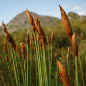 Elegia thyrsoidea (Dovea thyrsoidea) - Tall Goldreed - 10 Seed Pack