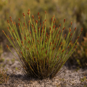 Elegia verreauxii - 10 Seed Pack