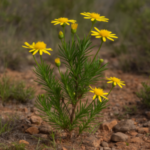 Euryops linearis (Jacobaeastrum lineare) - De Hoop True-Eye - 5 Seed Pack
