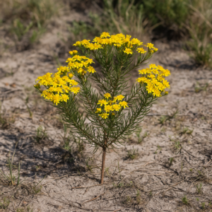 Euryops linifolius (Agathaea linifolia) - Narrowleaf Resinbush; Fynbos - 5 Seed Pack