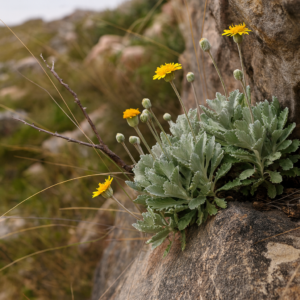 Euryops pectinatus ssp. lobulatus - Piketberg Greyleaf True-Eye - 5 Seed Pack