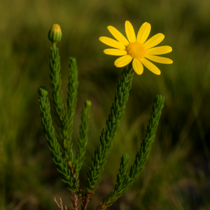 Euryops pinnatipartitus (Gamolepis pectinata) - Bergkamille - 5 Seed Pack