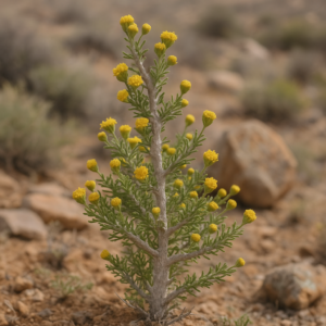 Euryops subcarnosus ssp. vulgaris (Euryops pulcher) - Common Sweet True-Eye; Soet Harpuis - 5 Seed Pack