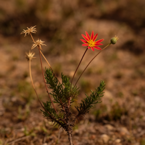 Euryops tenuilobus (Osteospermum tenuilobum) - 5 Seed Pack