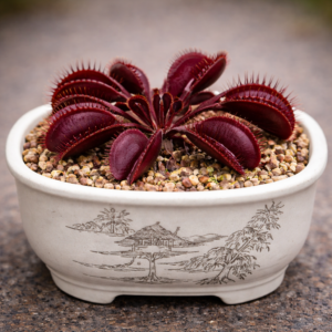 Dionaea muscipula ‘Red Burgundy’ - Venus Fly Trap Red Burgundy - 5 Seed Pack