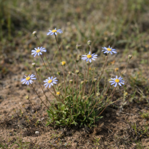 Felicia amoena subsp. stricta (Aster adfinis strictus) - Soft Felicia - 5 Seed Pack