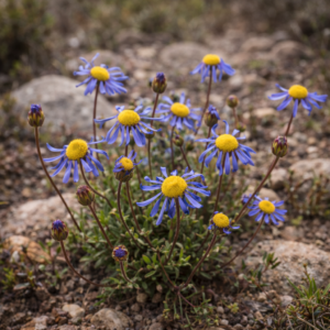 Felicia australis (Aster dentatus) - Parasol Felicia; Sambreelastertjie - 5 Seed Pack
