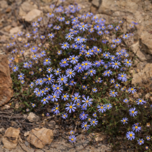 Felicia bergeriana (Aster bergerianus) - Kingfisher Daisy - 5 Seed Pack