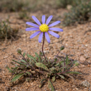 Felicia dubia (Aster adfinis) - Dwarf Felicia - 5 Seed Pack