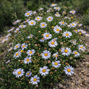Felicia erigeroides (Aster erigeroides) - Wild Michaelmas Daisy - 5 Seed Pack