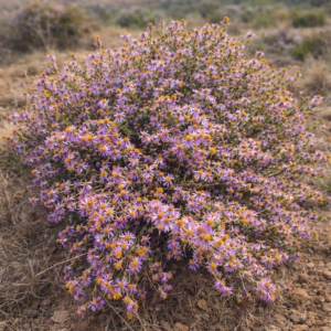 Felicia filifolia subsp. filifolia (Aster filifolius) - Fine-leaved Felicia; Persbergdraaibos - 10+ Seed Pack