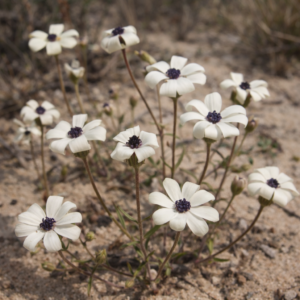 Felicia josephinae - Doublecream Felicia - 5 Seed Pack