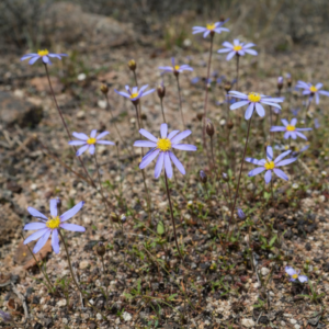Felicia merxmuelleri - Silky Felicia; Astertjie - 5 Seed Pack