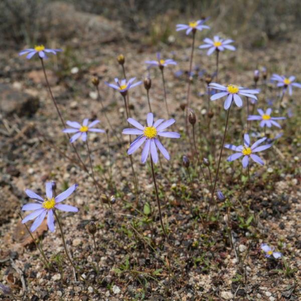 Filicia Tree Felicia Merxmuelleri - Silky Felicia; Astertjie - 5 Seed Pack | Online ...