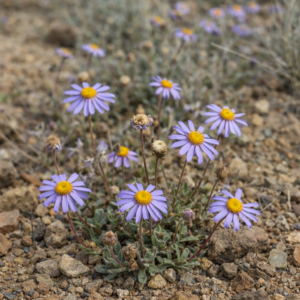 Felicia namaquana (Aster namaquanus) - Namaqua Felicia; Opslag Felicia - 5 Seed Pack