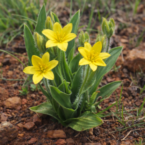 Hypoxis galpinii (Hypoxis stricta) - 5 Seed Pack