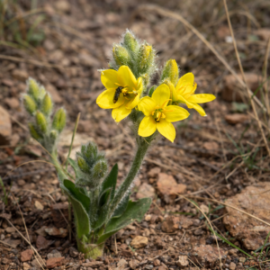 Hypoxis gerrardii (Hypoxis junodii) - Small Yellow Star - 5 Seed Pack
