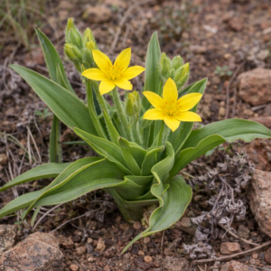 Hypoxis interjecta - 5 Seed Pack