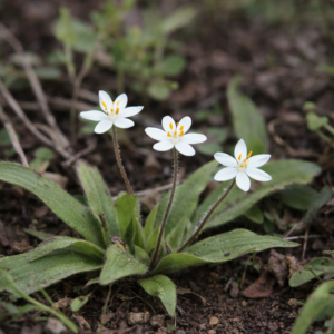 Hypoxis membranacea - Small White Stargrass - 5 Seed Pack