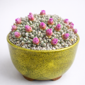 Antimima androsacea - Mound Matfig - 10 Seed Pack