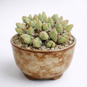 Antimima biformis (Ruschia biformis) - 5 Seed Pack