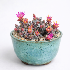 Antimima condensa (Ruschia condensa) - 5 Seed Pack