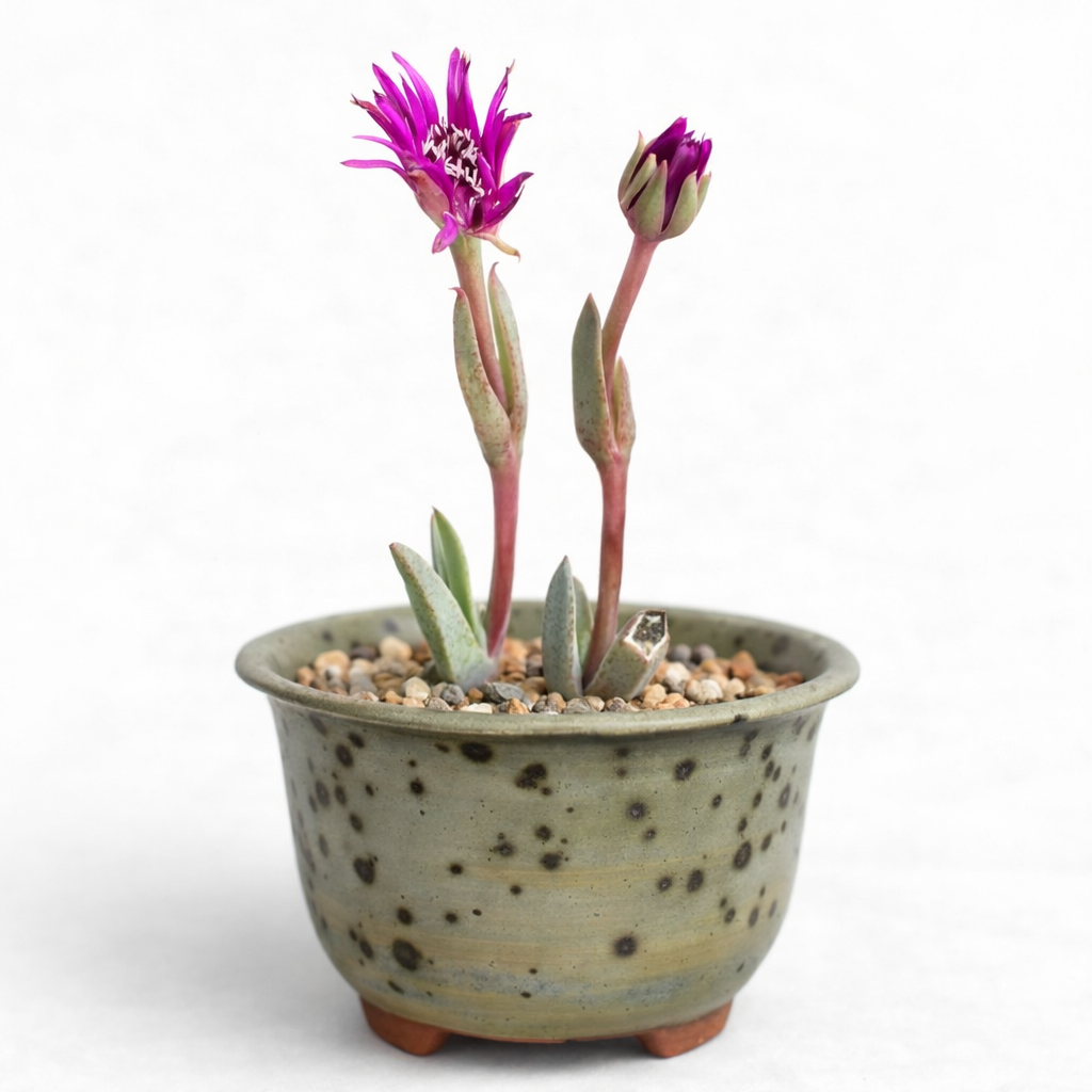 Antimima emarcescens (Ruschia emarcidens) - 10 Seed Pack
