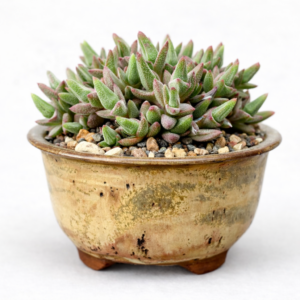 Antimima fergusoniae (Ruschia fergusoniae) - 5 Seed Pack
