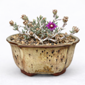 Antimima hamatilis - Bract Spoonfig - 5 Seed Pack