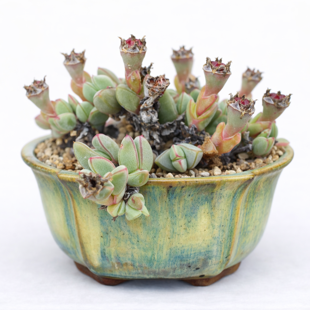 Antimima koekenaapensis (Ruschia koekenaapensis) - 10 Seed Pack