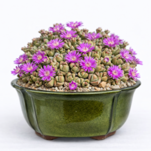 Antimima lawsonii - Kimberly Matfig - 5 Seed Pack