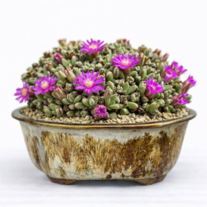 Antimima lodewykii (Ruschia lodewykii) - 5 Seed Pack
