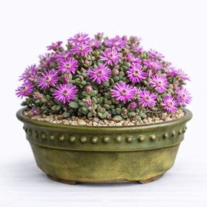 Antimima lokenbergensis (Ruschia lokenbergensis) - 10 Seed Pack