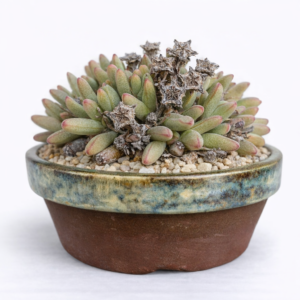 Antimima longipes (Ruschia longipes) - 5 Seed Pack