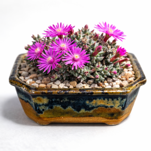 Antimima mucronata (Ruschia mucronata) - 5 Seed Pack