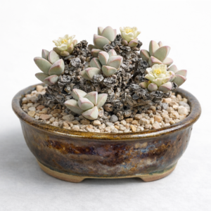 Antimima nobilis (Ruschia nobilis) - 10 Seed Pack